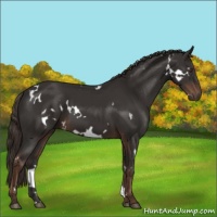 Horse Color:White Spotted Liver Chestnut 
