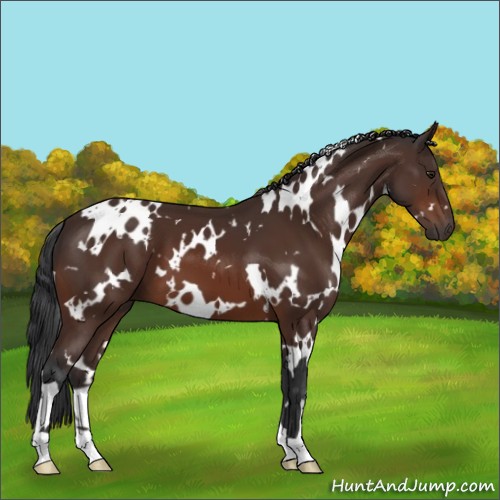 Horse Color:White Spotted Brown 