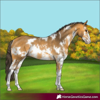 Horse Color:White Spotted Buckskin Sabino Rabicano