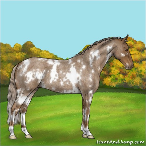 Horse Color:White Spotted Chocolate Palomino Roan 