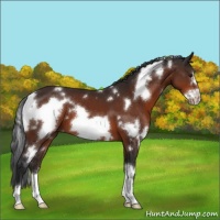 Horse Color:White Spotted Brown Frame 
