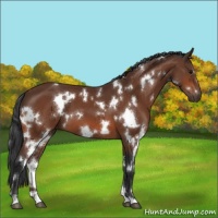 Horse Color:White Spotted Bay 
