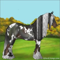 Horse Color:White Spotted Liver Chestnut 