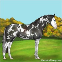 Horse Color:White Spotted Liver Chestnut Splash 
