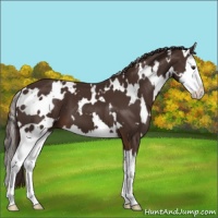 Horse Color:White Spotted Liver Chestnut Splash 