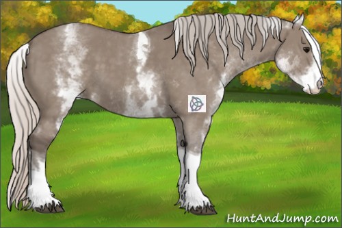 Horse Color:White Spotted Silver Grullo Tobiano