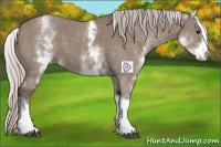 Horse Color:White Spotted Silver Grullo Tobiano