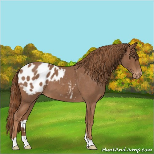 Horse Color:Red Roan Appaloosa 
