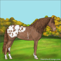 Horse Color:Red Roan Appaloosa 