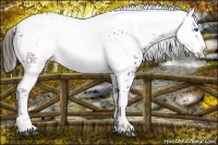 Horse Color:Liver Chestnut Frame 