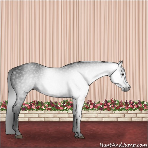 Horse Color:Gray Black 