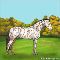 Horse Color:Bay Appaloosa 