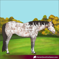 Horse Color:Bay Ice 