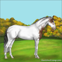 Horse Color:Bay Tobiano Frame Near Leopard 