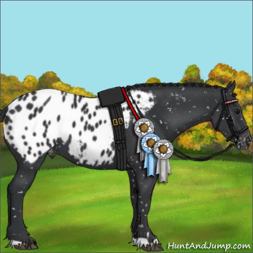 Horse Color:Black Appaloosa 