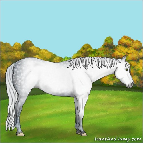 Horse Color:ERROR: UNKNOWN ANOMALY