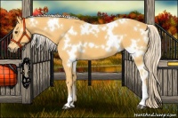 Horse Color:White Spotted Palomino 