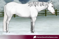 Horse Color:White Spotted Silver Bay Dun Tobiano Appaloosa 