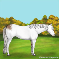 Horse Color:White Spotted Silver Bay Dun