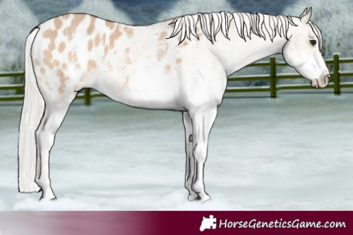 Horse Color:White Spotted Silver Bay Dun Appaloosa 