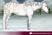 Horse Color:White Spotted Silver Bay Dun Appaloosa 
