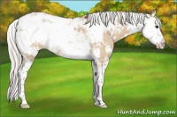 Horse Color:Silver Bay Dun Sabino