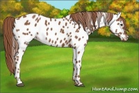 Horse Color:Chestnut Appaloosa