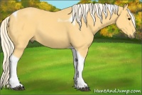 Horse Color:Palomino Tobiano 