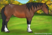 Horse Color:Bay Tobiano 