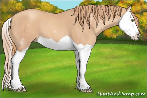 Horse Color:Gold Champagne Splash