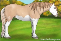 Horse Color:Gold Champagne Splash