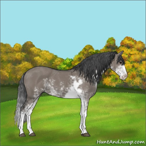 Horse Color:Grullo Sabino