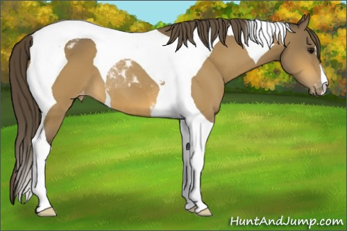 Horse Color:Buckskin Tobiano Varnish