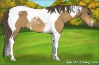 Horse Color:Buckskin Tobiano Varnish 