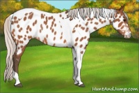 Horse Color:Silver Bay Tobiano Near Leopard Rabicano
