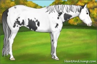 Horse Color:White Spotted Black Splash Tobiano Appaloosa 