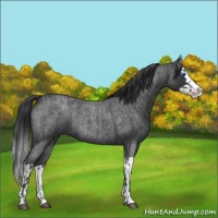 Horse Color:Blue Roan Sabino Splash and Blue Roan Sabino Splash
