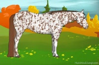 Horse Color:Chestnut  and Chestnut Appaloosa 