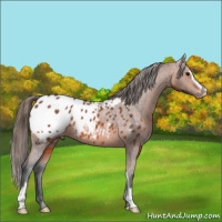 Horse Color:Bay Sabino Appaloosa 