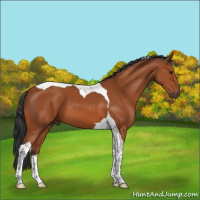 Horse Color:Bay Tobiano 