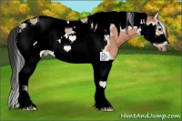 Horse Color:Bay Roan Splash Tobiano Frame