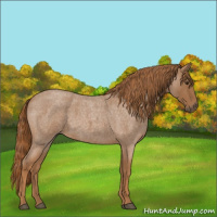 Horse Color:Red Roan 