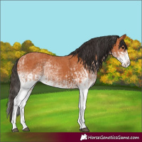 Horse Color:White Spotted Bay Splash  and White Spotted Bay Splash 