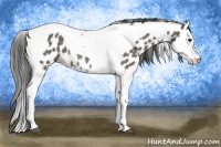 Horse Color:Grullo Splash Tobiano Appaloosa Rabicano 