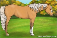 Horse Color:Silver Buckskin 