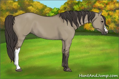 Horse Color:Smoky Grullo
