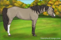 Horse Color:Smoky Grullo 