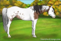 Horse Color:Bay Splash Tobiano Appaloosa Rabicano