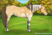 Horse Color:White Spotted Buckskin Appaloosa