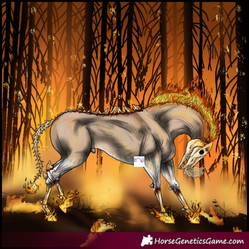 Horse Color:Red Dun Splash  and Red Dun Splash 